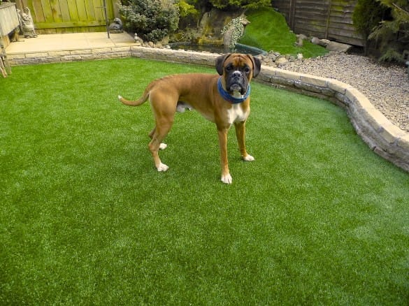 dog on synthetic grass lawn