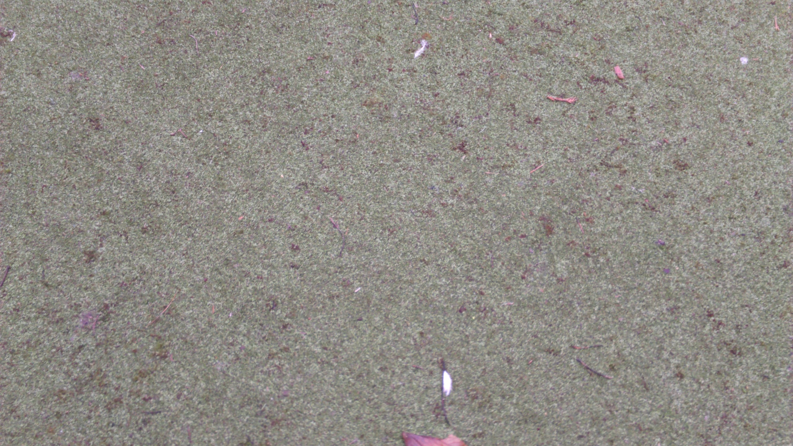 Artificial Turf Surface Close Up full of contaminants